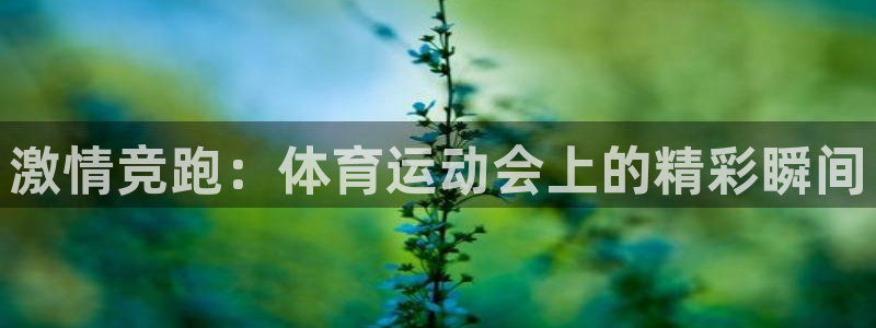 风速体育nba直播